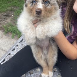 Australian Shepherd Puppies from Baker Green Hill Aussies