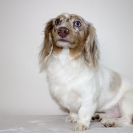 Benny - Dachshund
