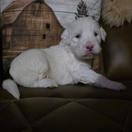 Boy 2 - Brown and white male Portuguese Water Dog puppy in Indianola, Utah from Mlee puppies