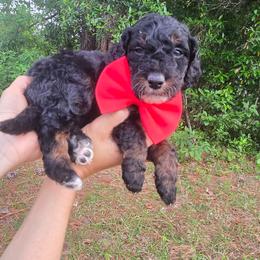 Waylon Jennings - Tri-color male Bernedoodle puppy in Augusta, Georgia from Ivey's Poodles & Doodles