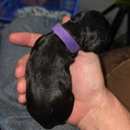 Cocker Spaniel Puppies from Classy Cockers of Wake Forest