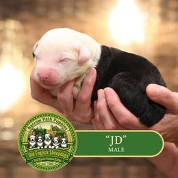 Boy 5 - male Old English Sheepdog puppy in Cleveland, Tennessee from Narrow Path Old English & Sheepadoodles