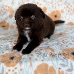 Lily - Red & white female Toy Australian Shepherd puppy in Liberty Hill, Texas from Pistol Paws Aussies