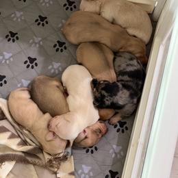Blaire - Cream female Dachshund puppy in Temple, Texas from Brit’s Doxie Crossing