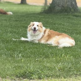Zee - Border Collie