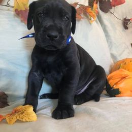 Great Dane Puppies from Bond Acres Great Danes