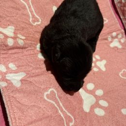 Girl 1 - Black female German Shepherd puppy in Fairdale, Kentucky from Kimberly's German Shepherds