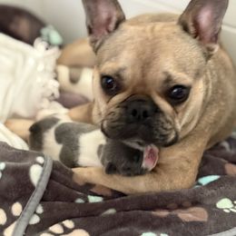 French Bulldog Puppies from Pardon My French Exquisite French Bulldogs
