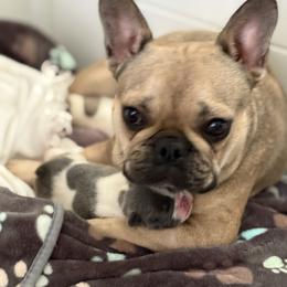 French Bulldog Puppies from Pardon My French Exquisite French Bulldogs