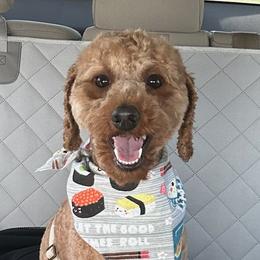 Roxy - Poodle