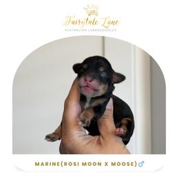 Marine - Tri-color male Australian Labradoodle puppy in Clarksville, Tennessee from Fairytale Lane Australian Labradoodles