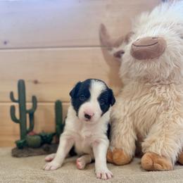 Colt - Black and white male Border Collie puppy in Owenton, Kentucky from Three16 Ranch