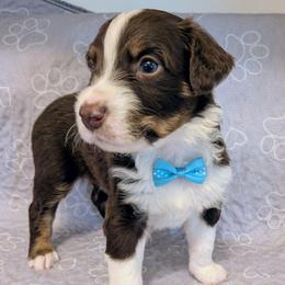 Cheddar - Red tri-color male Australian Shepherd puppy in Pamplin, Virginia from Hope & Joy Acres