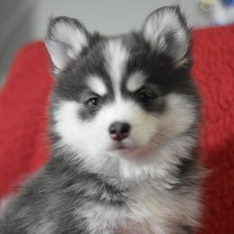 Peni - Blue female Pomsky puppy in Boonville, Indiana from Elysian Pomskies