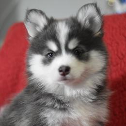 Peni - Blue female Pomsky puppy in Boonville, Indiana from Elysian Pomskies