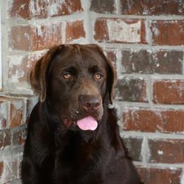 Rocky - Labrador Retriever
