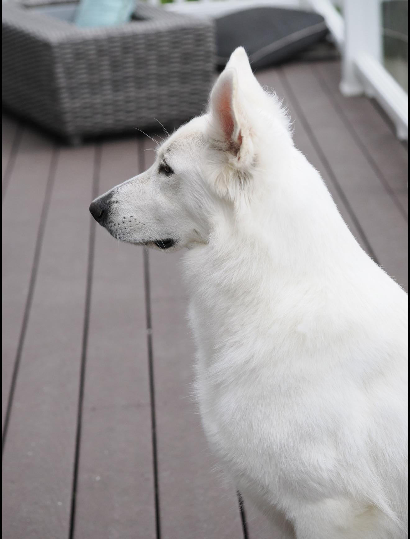 Indie