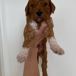 POMEGRANATE - Apricot male Goldendoodle puppy in Independence, Oregon from Ankeny Doodles