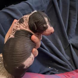 Cannoli - White and black male Xoloitzcuintli puppy in Manitowoc, Wisconsin from Wonderland Kennel