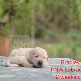 Bradley - Yellow male Labrador Retriever puppy in Rogue River, Oregon from PNW Labradors