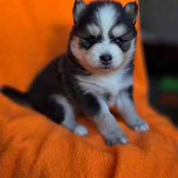 Pilot - Black and white male Pomsky puppy in Mc Callsburg, Iowa from SZ Rolling Acres LLC