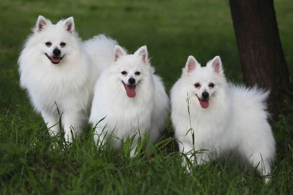 Find Volpino Italiano puppies for sale