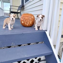 American Staffordshire Terrier Puppies from Explicit Amstaffs Of New England