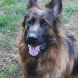 Jade Presas - German Shepherd