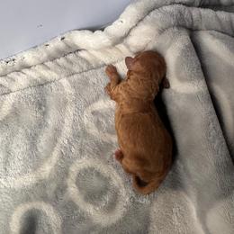 Poodle Puppies from Davie Toy Poodles