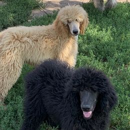 Poodle Puppies from Poodle Palace 918