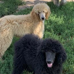 Poodle Puppies from Poodle Palace 918