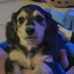 Rudy black and cream 2300 - Black and cream male Dachshund puppy in Lexington, Oklahoma from Long Doggy Acres Miniature Dachshunds