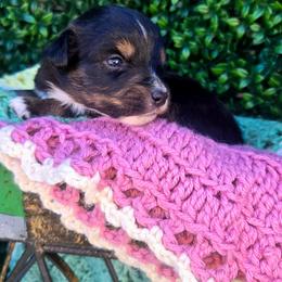 Miss Anemone - Black tri female Toy Australian Shepherd puppy in Dolan Springs, Arizona from High Desert Companions