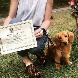 Dachshunds from Atlas Dachs