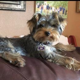 Brik - Yorkshire Terrier