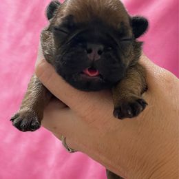 Athena Pink Girl - Fawn and white female French Bulldog puppy in Spanaway, Washington from Beloved Frenchies