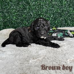 Brown boy - Black male Bernedoodle puppy in Modesto, California from Two Doods Doodles