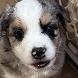 Boy 3 - Blue merle Miniature Australian Shepherd puppy in Corydon, Indiana from Arbuckle’s Lookin Good Aussies (LGA)