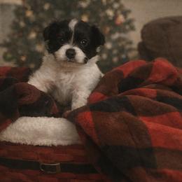 Papillon Puppies from Wendy’s Wings