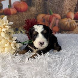 Jafar, Green Collar - Tri-color male Bernedoodle puppy in Lake Panasoffkee, Florida from Donnas Deluxe Doodles LLC