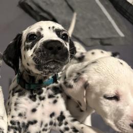 Dalmatian Puppies from Salermo’s farm
