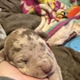 Boy 6 - Chocolate Great Dane puppy in Pennsylvania from Pocono Mountain Great Danes