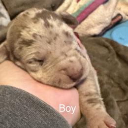 Boy 6 - Chocolate Great Dane puppy in Pennsylvania from Pocono Mountain Great Danes