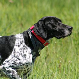 Tennessee - German Shorthaired Pointer