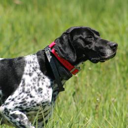 Tennessee - German Shorthaired Pointer