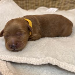 Yellow - Chocolate male Goldendoodle puppy in Clermont, Florida from Da Ruba Doodles