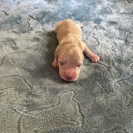 Kenobi-   (Birch) - Cream male Dachshund puppy in Wolf Lake, Indiana from Canisteo Dachshunds
