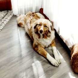 Nova - Australian Shepherd