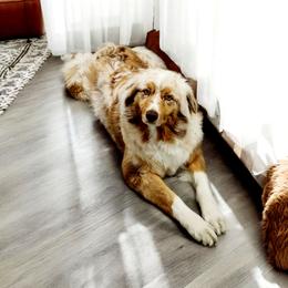 Nova - Australian Shepherd