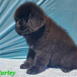 Harley (Green) - Black female Newfoundland puppy in Winfield, Pennsylvania from Najuananlo Newfoundlands